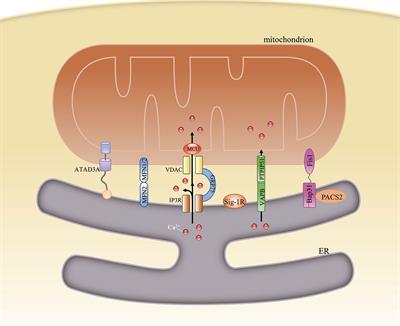 The Molecular Mechanisms Underlying Mitochondria-Associated Endoplasmic Reticulum Membrane-Induced Insulin Resistance